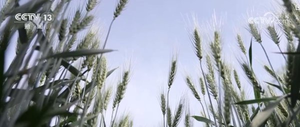 配资入门网 从“经验种田”到“数字种田”：科技赋能护航夏粮丰收 绘就丰收新画卷_大皖新闻 | 安徽网
